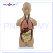 PNT-0320 torso do corpo humano médico modelo 50 CM 12 Peças